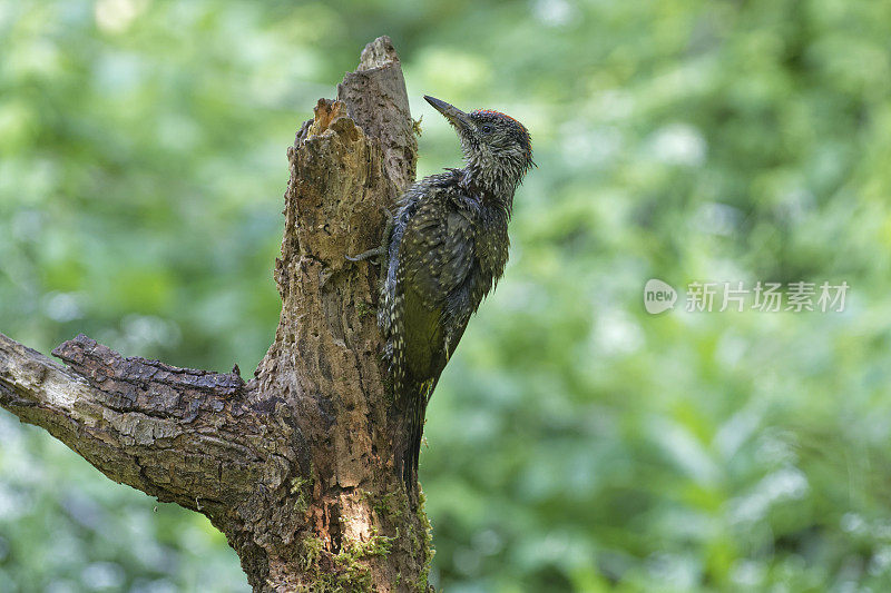 欧洲绿啄木鸟(Picus viridis)